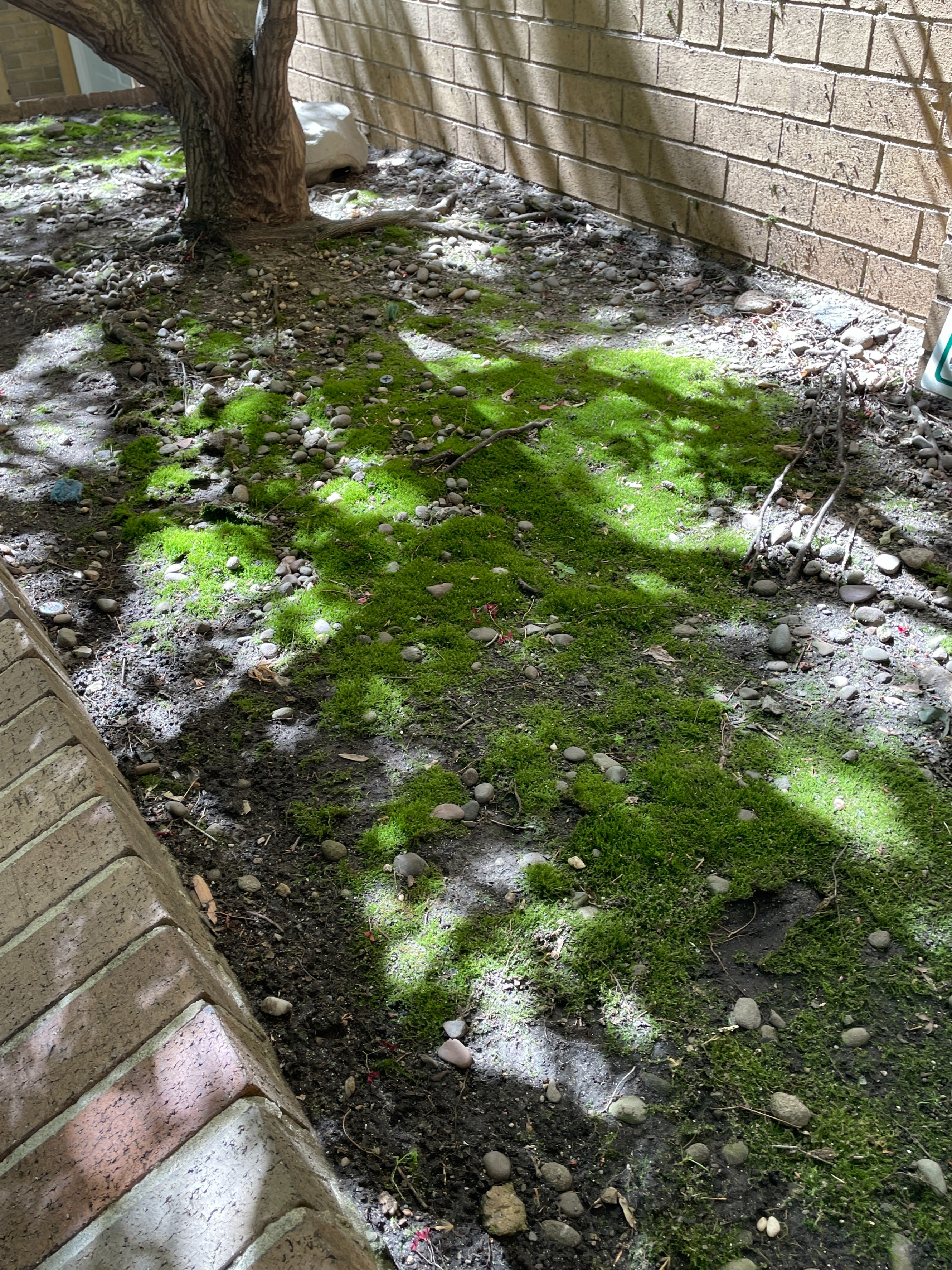 Moss growing across compacted soil and stones in a shaded planting bed beside a brick building in Manhattan's Upper East Side.